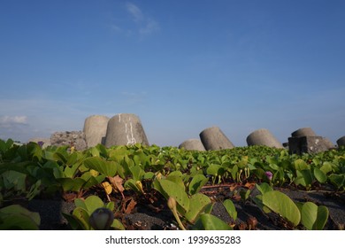 Low View Of Beach With Bayhops Plants On The Ground