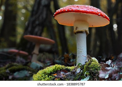 Low view of fly agaric mushroom with its distinctive red cap with white spots