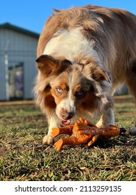 Low view of red and white long coated purebred miniature Australian shepherd dog guarding squeaky toy chicken outside in yard  - Shutterstock ID 2113259135