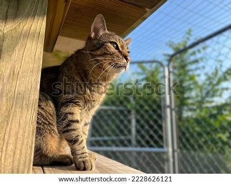 Low view of short haired domestic cat sitting outside in fenced feline enclosure looking at morning sun 