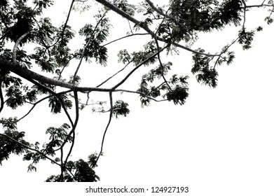 Low Viewpoint Of Branches With White Background