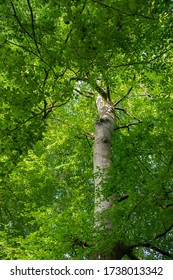 Low Viewpoint Of Green Leafs On Beech Tree