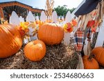 Low wide angle shot of a pumpkin display with Pickett fence in the background. Orange pumpkins are used as decorations in the month of October.