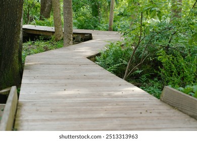 Low  wide view over a zig zag wooden walkway with green bushes on both sides. sunshine and shade late in the day. Leading lines into the picture with tree trunks.

