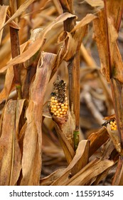 Low Yield Corn Crop Due To Drought