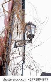 A low-angle close-up photograph captures a rustic, black wrought iron gas-style lantern mounted on a building facade. The lantern is heavily entwined and partially obscured by a dense network of dry, leafless, brown climbing vine branches. The textured wall behind shows peeling reddish-brown paint and hints of aged masonry, adding to the sense of neglect and the passage of time. Below the main lantern, an ornate, decorative scrollwork bracket suggests a former sign or lower light fixture. Set against a bright, overexposed white sky, the intricate silhouette of the tangled vines creates a striking natural pattern, emphasizing the atmosphere of an old, forgotten place. Perfect for concepts of history, decay, urban exploration, and the interaction of nature with man-made structures.