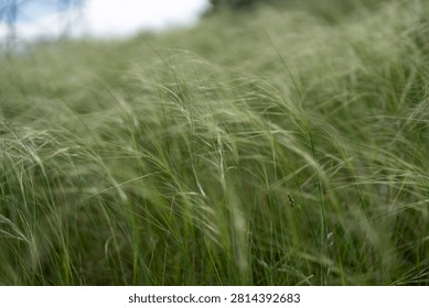 A low-angle close-up shot capturing delicate green feather grass swaying in the gentle breeze, creating a peaceful and natural botanical backdrop