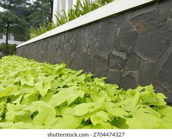 A low-angle, close-up shot capturing the strong visual contrast between dense, vibrant lime-green ground cover foliage (Sweet Potato Vine) and a rugged, dark black stacked stone retaining wall. The im - Powered by Shutterstock - Get 15% off with code: PIKWIZARD15