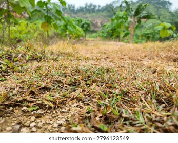 Low-angle close-up shot of a rustic dirt path cutting through dried brown and sparse green grass in a rural landscape, under a cloudy, overcast sky.