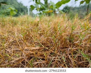 Low-angle close-up shot of a rustic dirt path cutting through dried brown and sparse green grass in a rural landscape, under a cloudy, overcast sky.