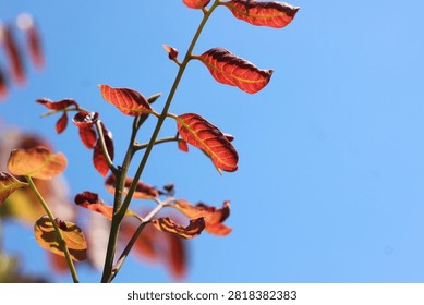 A low-angle close-up shot of translucent reddish-orange young plant leaves backlit by bright natural sunlight against a clear blue sky, showing detailed leaf veins and vibrant color contrast.