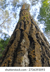 A low-angle, close-up shot of a tree trunk with rough, textured bark, extending upwards towards a bright sky with glimpses of green foliage.