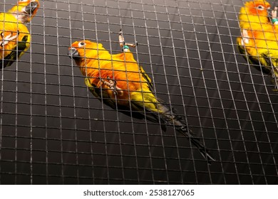 The low-angle close-up view of Sun conures perching on the rack of a cage