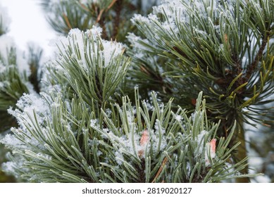 A low-angle close-up view of the top of a dwarf pine tree. Its green needles are heavily laden with fresh white snow.