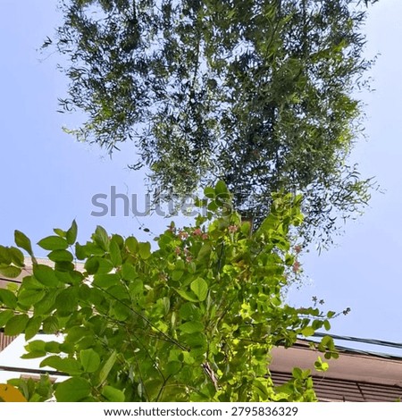 Low-angle full frame shot of a vibrant green tropical climbing vine adorned with delicate pink blossoms reaching toward a clear blue sky. The composition features a rich contrast between the dense, textured foliage of a large tree canopy overhead and the structural architectural elements of a residential building facade in the background. Captured in bright, natural daylight, highlighting the organic textures and vivid colors of urban nature.
