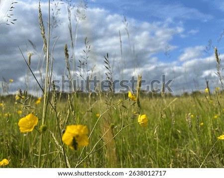 Low-angle grass shot emphasising sharp detail and light falloff.