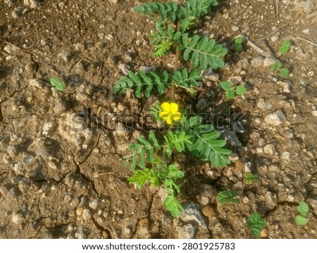 A low-angle, ground-level landscape view of opportunistic puncture vine weeds bearing small yellow flowers, trailing horizontally across parched, rugged soil patches.