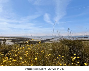 A low-angle landscape view capturing a field of bright yellow wildflowers blooming amidst wild green grass and reeds on a coastal salt marsh bank. In the background, weathered wooden breakwater structures stretch into the calm, shallow waters of a lagoon or estuary. A low layer of light sea mist or fog hovers just above the water line, softening the distant horizon under a bright blue sky filled with wispy cirrus clouds.
