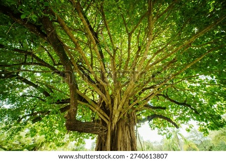 Low-angle look up into the dense canopy of a large tree with spreading branches and green leaves in a park. The intricate network of dark wood branches contrasts with bright green foliage against a white sky in Hollywood, Florida.