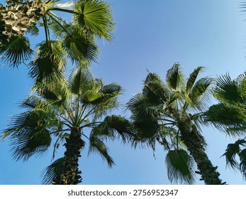 A low-angle, looking-up perspective captures the massive fan-shaped fronds and trunks of several mature California fan palm trees against a clear, vibrant blue sky