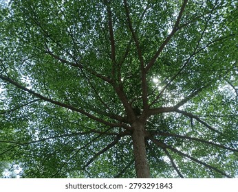 A low-angle, looking-up perspective shot capturing the wide, symmetrical branching canopy of a Madagascar Almond tree (Terminalia mantaly or Terminalia ivorensis), popularly known as Ketapang Kencana in Southeast Asia. The image showcases the intricate radial pattern of the tree limbs spreading out like an umbrella, with lush green leaves creating a dense crown. Soft morning sunlight filters through the foliage, creating a peaceful, natural canopy backdrop