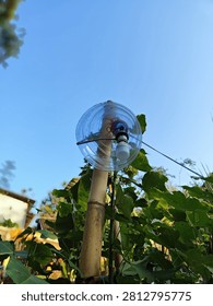 A low-angle, looking-up perspective shot of a creative DIY (Do-It-Yourself) outdoor garden light made from recycled plastic materials in a rustic tropical backyard. The image features a white LED light bulb fitted inside a clever homemade protective cover crafted from a transparent, discarded plastic bottle or large cup, acting as a simple waterproof shade. This innovative lighting fixture is securely mounted on top of a sturdy, natural bamboo pole that serves as a rustic lamp post. The composition is set against a clear, vibrant blue sky of late afternoon, with lush green leaves and tropical plants surrounding the bamboo stand, adding a fresh, organic, and lively atmosphere. A thin black electric wire is seen extending from the light bulb socket, running outward to connect to a power source. This photograph beautifully captures practical resourcefulness, sustainable living, waste reduction, and smart eco-friendly gardening solutions, making it an excellent visual asset for projects centered on recycling, DIY home improvement, green technology, and simple rural lifestyles in Southeast Asia.