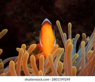 Low-angle macro portrait looking up at a Red Sea anemonefish (Amphiprion bicinctus) nestled within the protective tentacles of its host sea anemone at Daedalus Reef, Egypt.