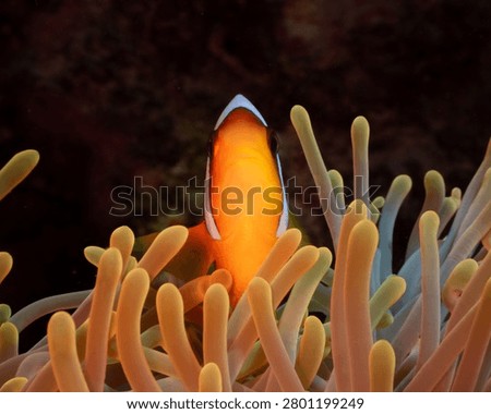 Low-angle macro portrait looking up at a Red Sea anemonefish (Amphiprion bicinctus) nestled within the protective tentacles of its host sea anemone at Daedalus Reef, Egypt.