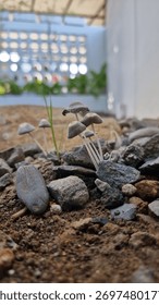 A low-angle macro shot of a cluster of tiny grey mushrooms growing among soil and gravel outdoors.