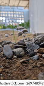 A low-angle macro shot of a cluster of tiny grey mushrooms growing among soil and gravel outdoors.