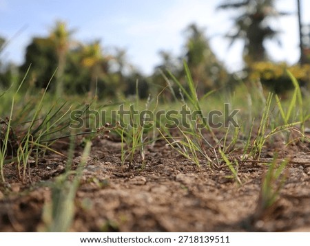 Low-Angle Macro Shot of Grass Growing in Dry, Sandy Soil with Blurred Palm Trees Background.