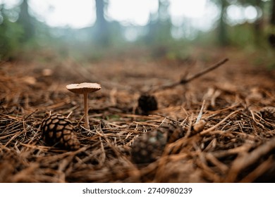 Low-angle macro shot of a single brown wild mushroom growing in a pine forest, surrounded by dry needles and pine cones with a soft, misty woodland background in the distance.