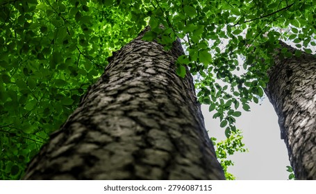 A low-angle perspective captures the dense canopy of vibrant green leaves and the rough bark of two large trees reaching towards a bright sky