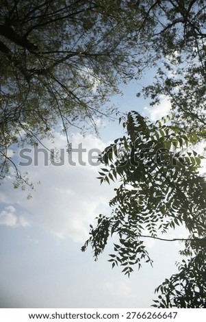 Low-angle perspective of delicate tree branches framing a pale overcast sky with soft cinematic noise, reflecting a quiet and somber stillness over the remote village landscape of Birbhum West Bengal for isolation and environmental adversity concepts.