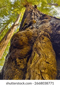Low-angle perspective of a giant tree trunk with a prominent burl, looking up into a tall forest canopy with sunlight filtering through the leaves. 