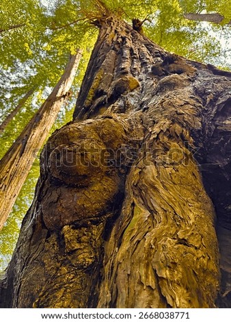 Low-angle perspective of a giant tree trunk with a prominent burl, looking up into a tall forest canopy with sunlight filtering through the leaves. 