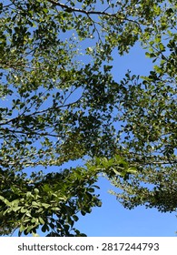 Low-angle perspective looking up at the dense green canopy of a Ketapang Kencana tree (Terminalia mantaly) set against a vivid, clear blue sky. The branches weave intricately, creating a beautiful natural frame with ample negative space in the center. Sunlight filters through the vibrant leaves, highlighting the freshness of the nature scene. Ideal for use as a tropical nature background, environmental concept, or summer wallpaper.
