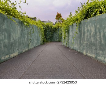 A low-angle perspective looking down a narrow walkway flanked by weathered gray concrete walls. Overhanging green plants drape down from the top of the walls, creating a secluded, tunnel-like atmosphere. The path consists of dark gray tiles leading toward a distant opening with a glimpse of trees and a cloudy sky. This evocative shot suggests themes of exploration, mystery, hidden paths, and urban landscape architecture.