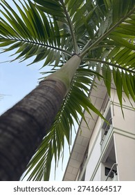 A low-angle perspective looking up the slender trunk of a palm tree toward its vibrant green fronds. The tree stands as a natural pillar against a clear sky, partially framed by the clean, modern lines of a multi-story building. This composition emphasizes the verticality of both nature and architecture, highlighting the sharp, rhythmic patterns of the palm leaves as they reach toward the light.