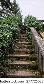 A low-angle perspective of an old stone staircase ascending between dense walls of climbing ivy. Weathered concrete railings and patches of moss enhance the atmospheric and rustic garden setting