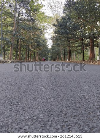 Low-angle perspective of a peaceful, empty asphalt road flanked by tall trees on both sides, forming a natural canopy. Two people walk in the distance, adding a sense of scale and tranquility.
