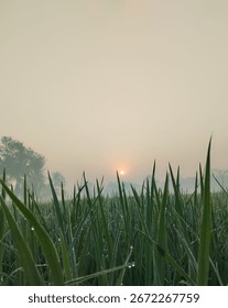 A low-angle perspective of sharp green grass blades catching the soft light of a misty sunrise. Clear details and vibrant colors enhance visual ap...