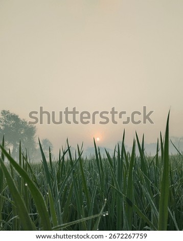 A low-angle perspective of sharp green grass blades catching the soft light of a misty sunrise. Clear details and vibrant colors enhance visual ap...
