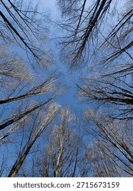 Low-angle perspective of trees with bare branches forming a natural frame against the clear sky on a winter day. 