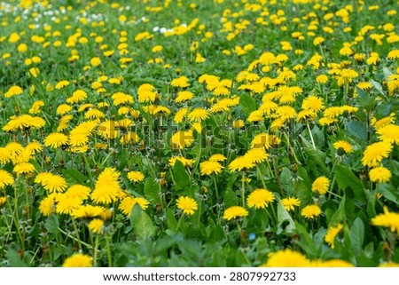 Low-angle perspective of a vibrant, uncultivated meadow heavily populated with blooming yellow dandelions and textured green leaves on a bright day.