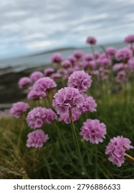Low-angle scenic view of a wild patch of pink sea thrift flowers growing on a grassy cliffside overlooking a calm ocean shore under a cloudy sky. Coastal nature, maritime environment, and travel destination concept.