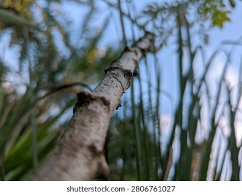 Low-angle selective focus shot looking up a weathered, textured cassava plant stem rising toward a blue sky, featuring distinct leaf scars on the bark with blurred green tropical foliage in the background.