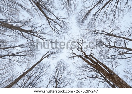 A low-angle shot of bare winter tree branches reaching towards a cloudy, cold sky, creating a natural, symmetrical pattern. Perfect for winter, nature, or seasonal concepts.