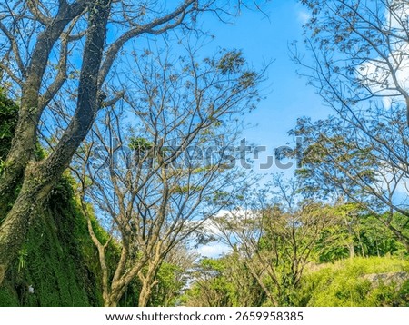 A low-angle shot captures the intricate branches of leafless trees reaching towards a clear blue sky, punctuated by a few wispy clouds.  The scene suggests a dry season.