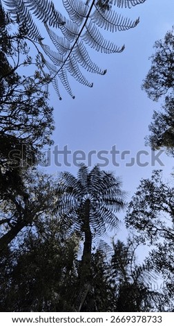 ​A low-angle shot captures the intricate, circular fronds of a majestic tree fern silhouetted against a clear, expansive blue sky. The symmetrical pattern of the fern's leaves creates a stunning scene